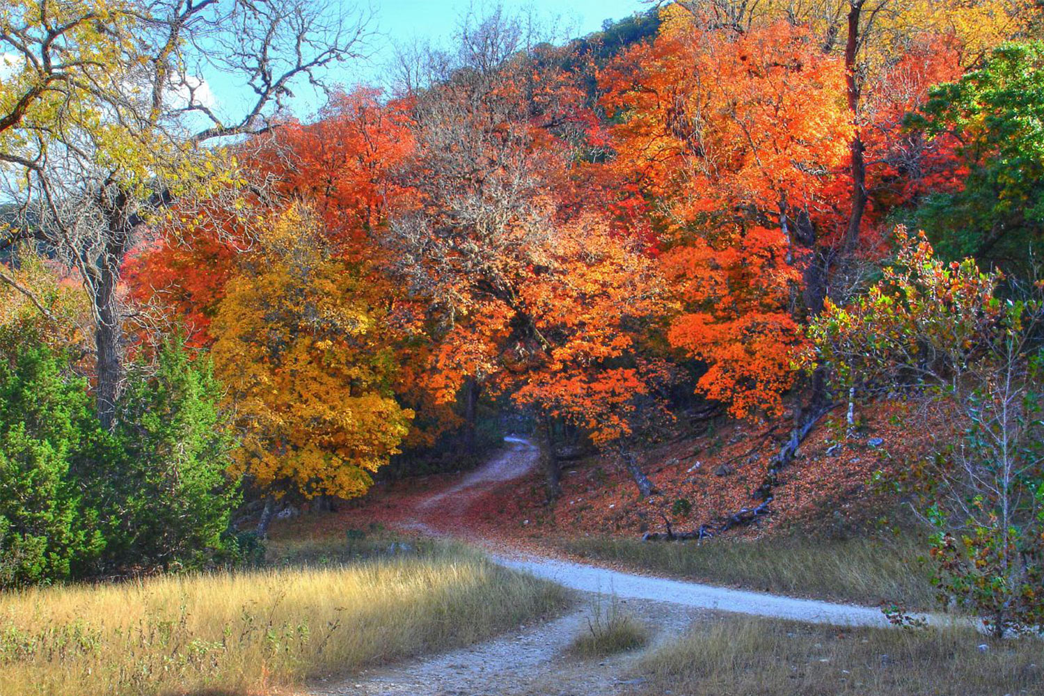 Fall Foliage In Texas 2025 Dodie Kendre